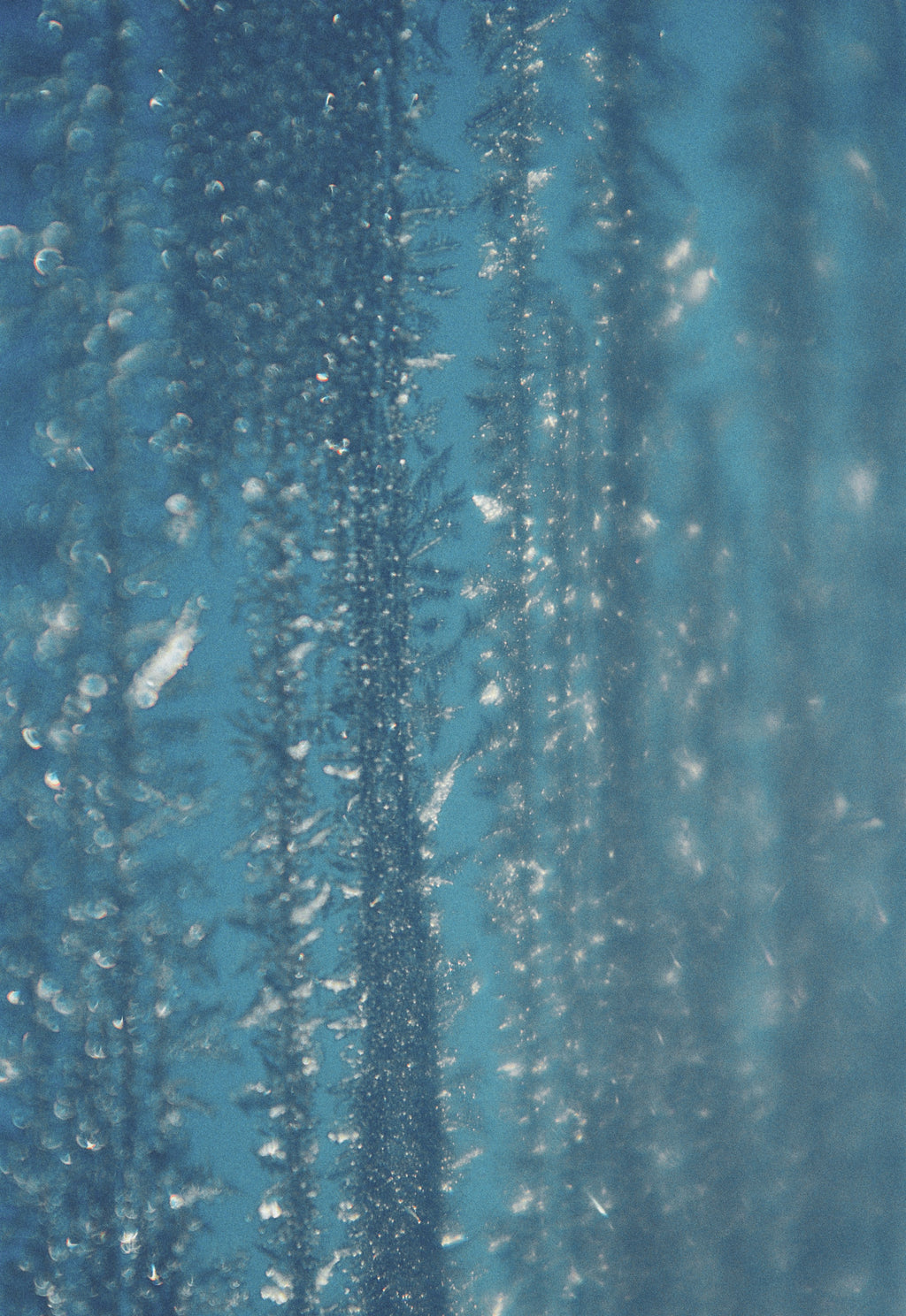Pine Wind Aromatic Cleansing Gel