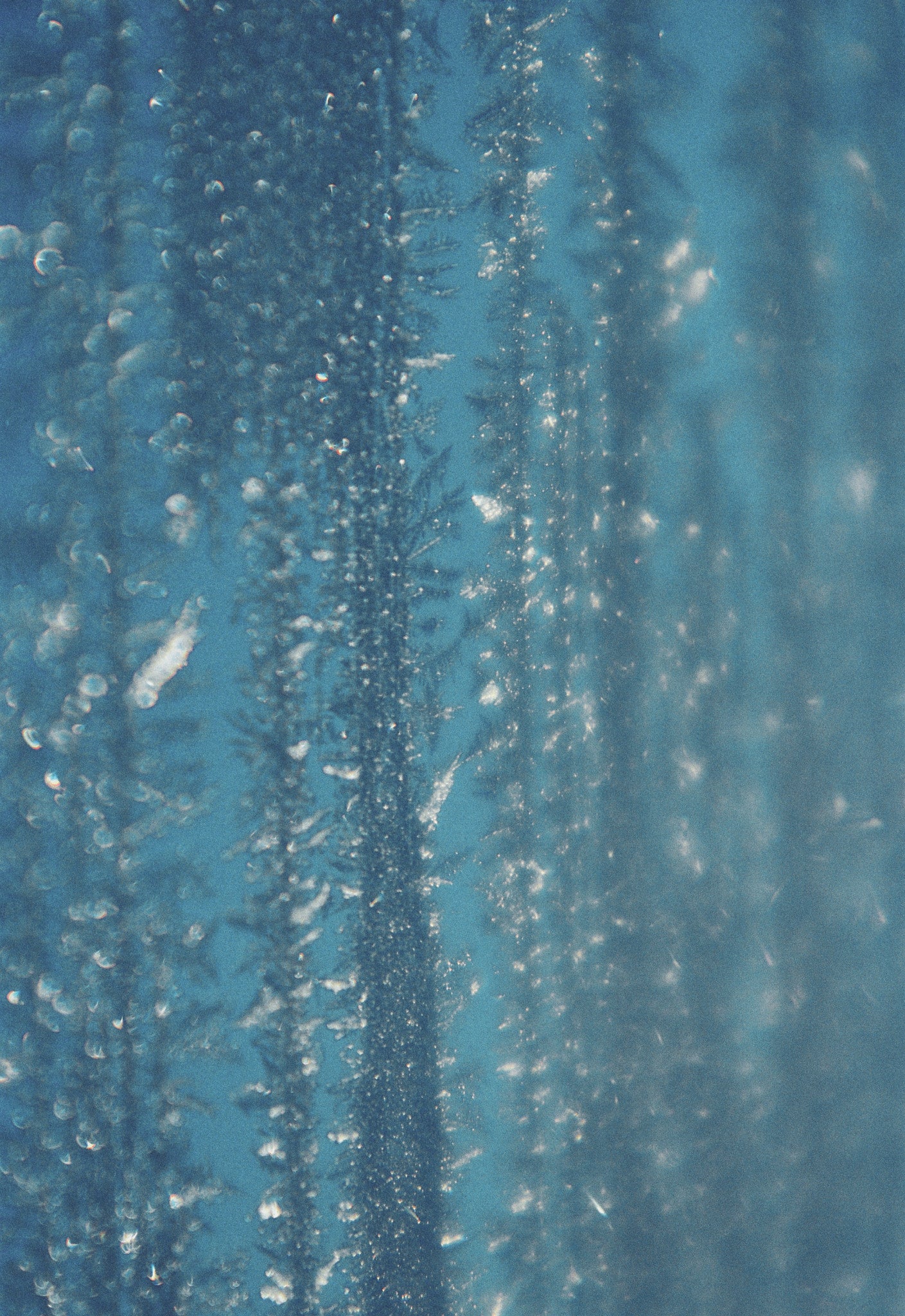 Pine Wind Aromatic Cleansing Gel