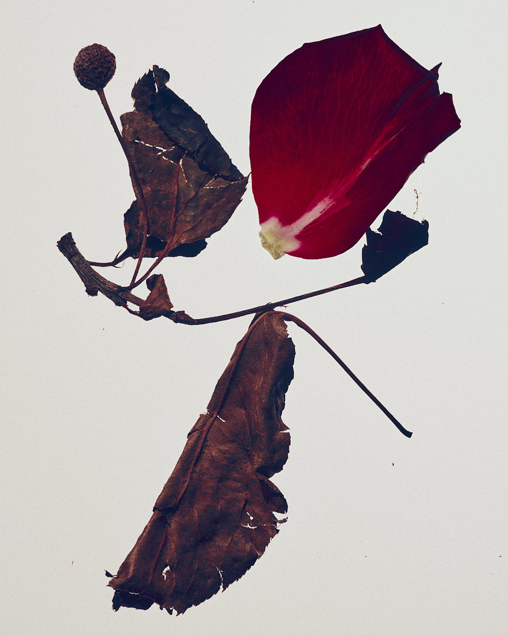 Rose Pu'Er Cleanser