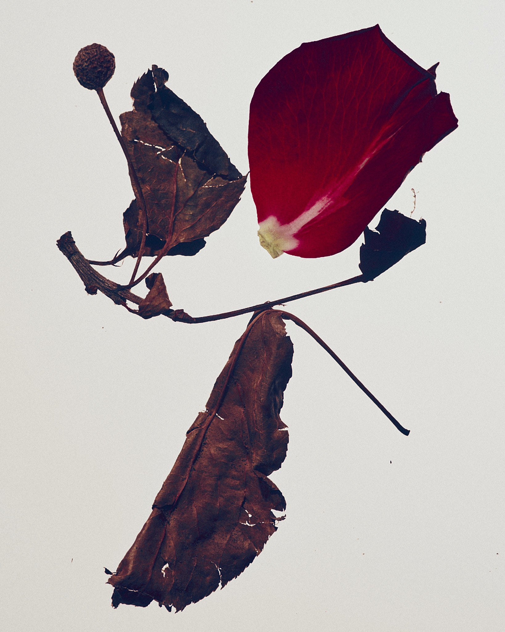 Rose Pu'Er Cleanser