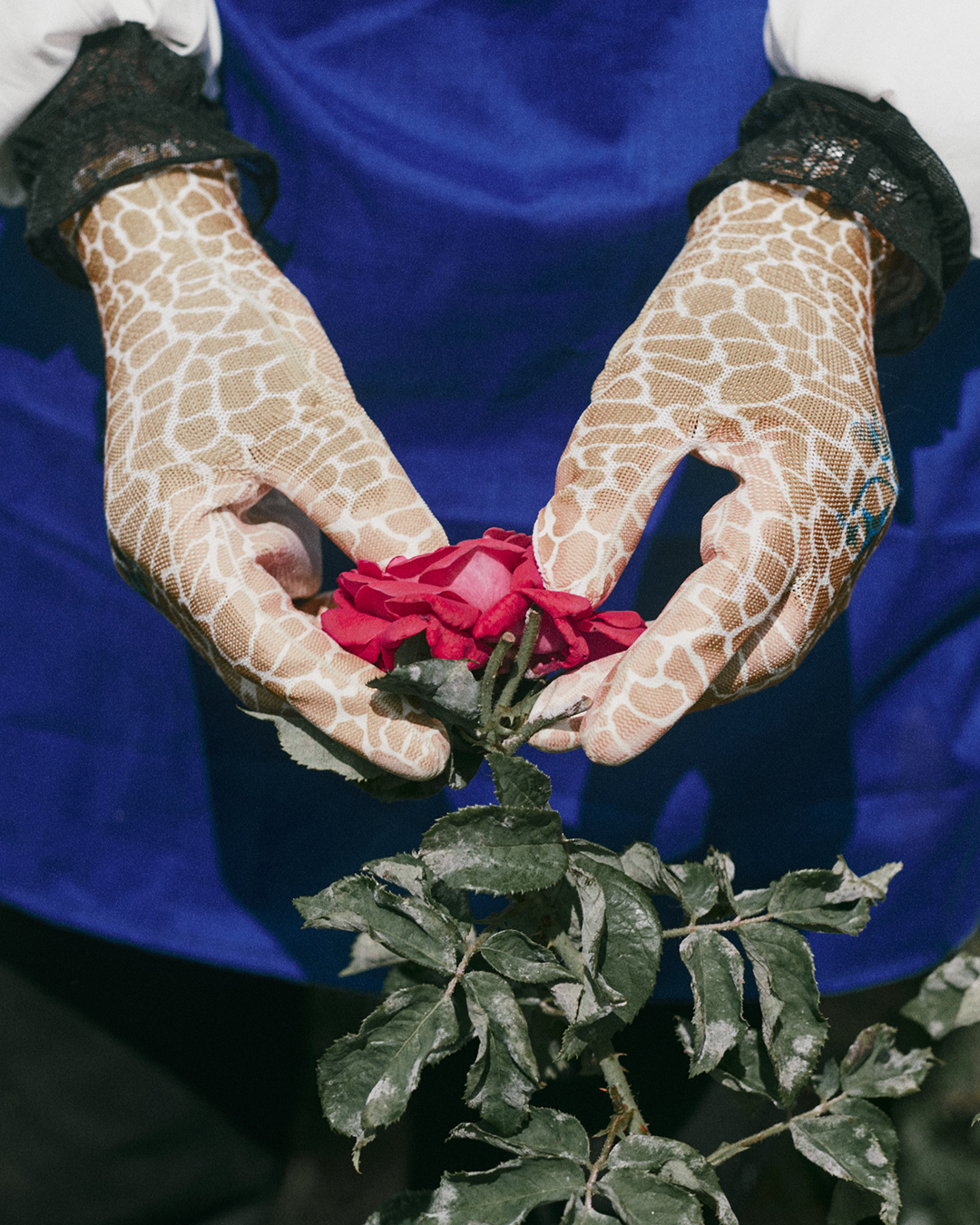 Reishi Rose Dew Hand Cream