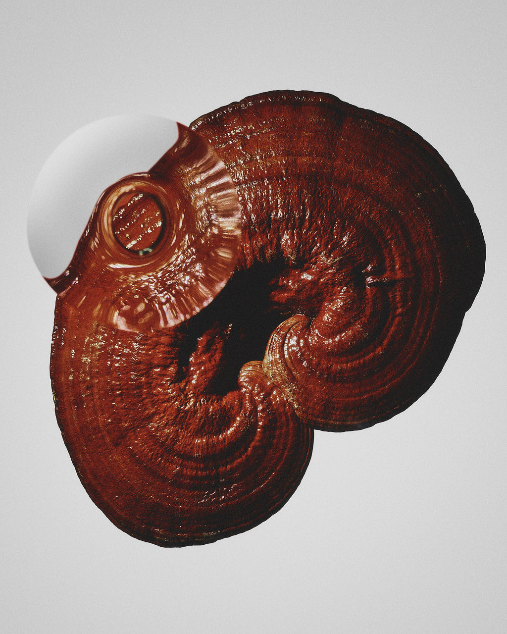 Reishi Repair Concentrated Face Oil